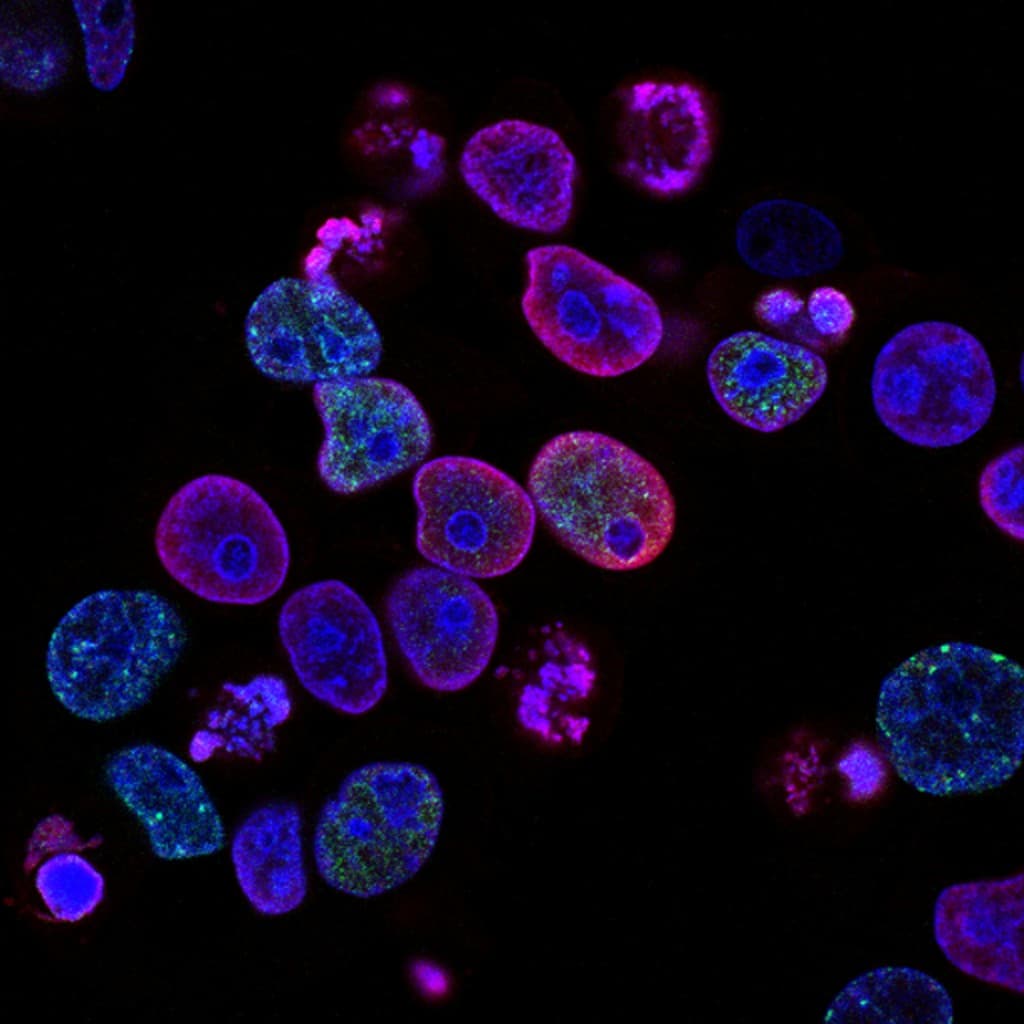 Fluorescence microscopy imagery representing molecular and cellular research